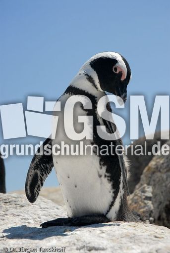 Brillenpinguin (51 von 148).jpg